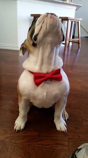 Dog wearing a bow tie